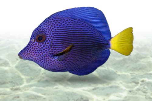 Purple Tang