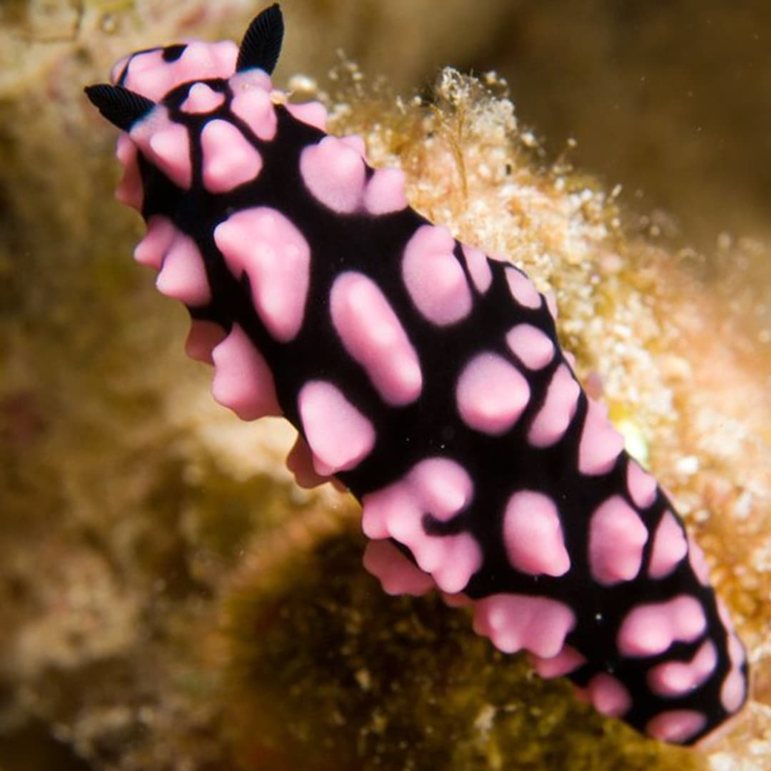 Nudibranch