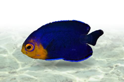 Pygmy Angel