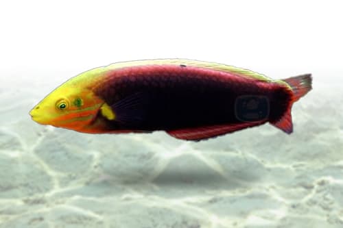 Radiant Wrasse