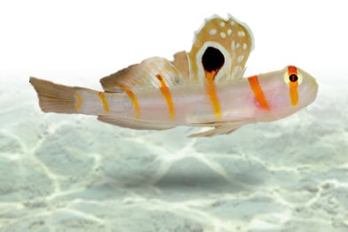 Randall's Goby