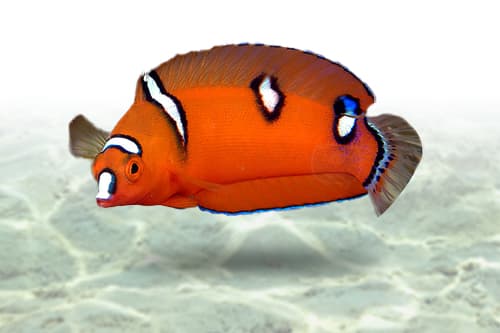 Red Coris Wrasse