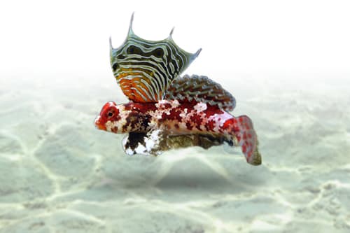 Red Scooter Blenny