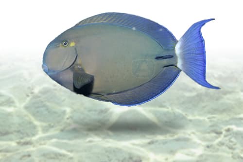 Ring Tail Tang