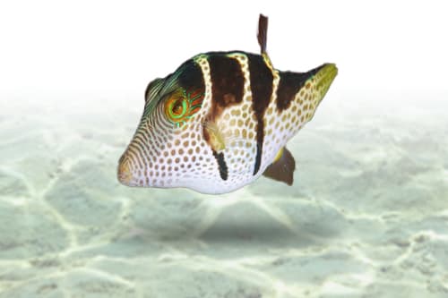 Saddle Puffer