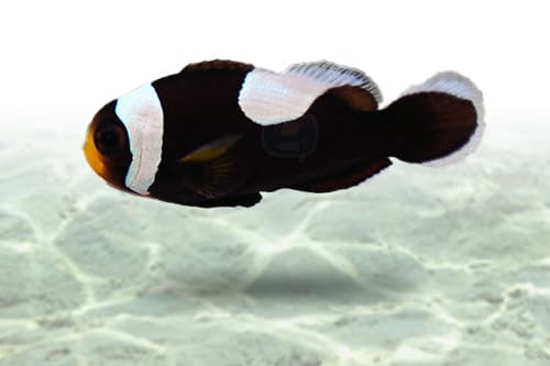 Saddleback Clownfish | Palhaço