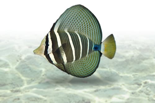 Sailfin Tang