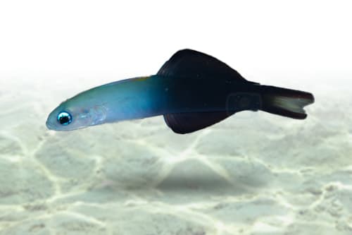 Scissortail Goby