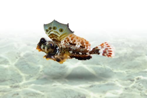 Scooter Blenny