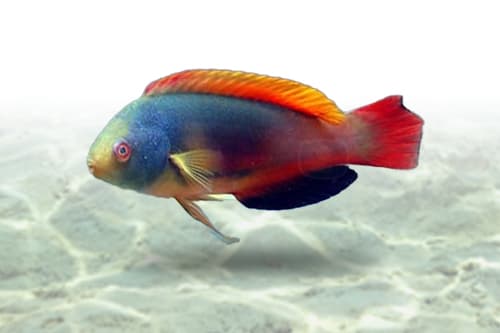 Scott Fairy Wrasse
