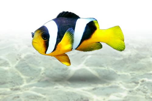 Sebae Clownfish | Palhaço