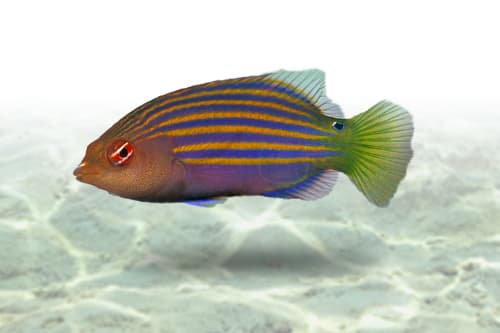 Six Line Wrasse