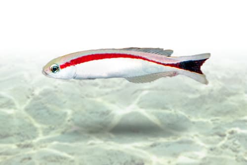 Skunk Tile Goby