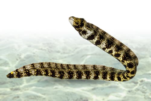 Snowflake Moray