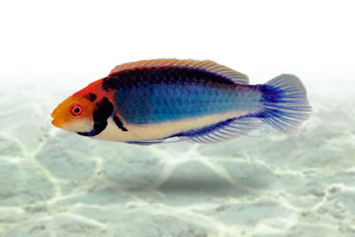 Solorensis Fairy Wrasse