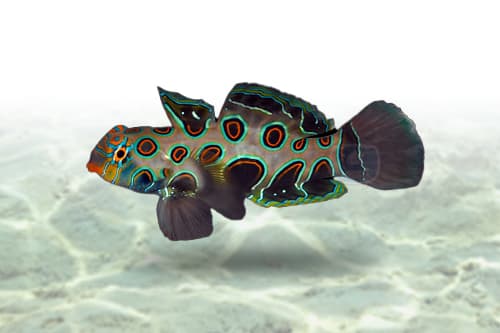 Spotted Mandarin Goby