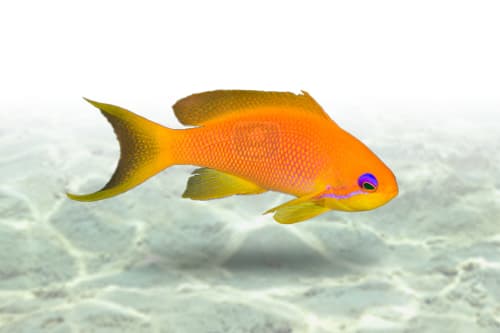 Squamipinnis Anthias