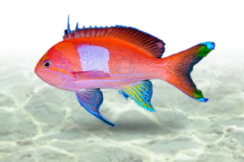 Square Anthias