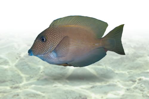 Striped Bristletooth Tang