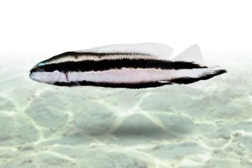 Striped Dottyback