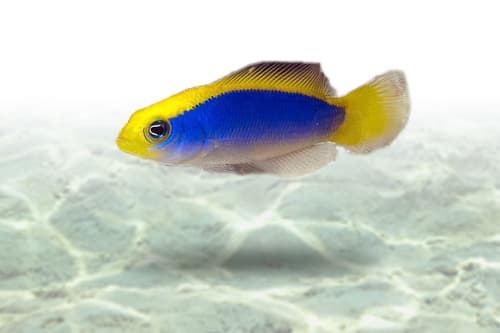 Sunrise Dottyback