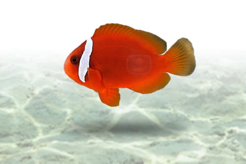 Tomato Clownfish | Palhaço