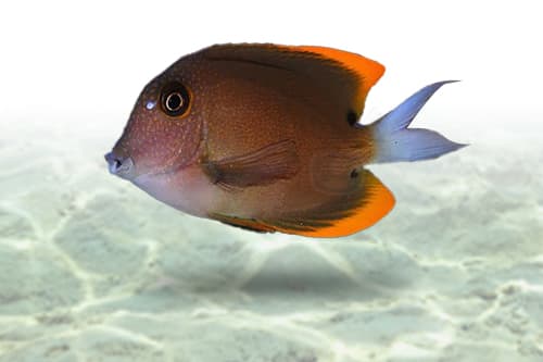 Tomini Tang