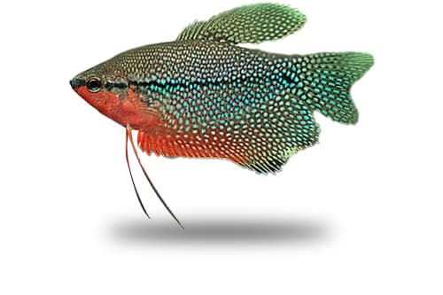 Trichogaster Leeri