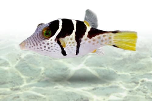 Valentini Puffer