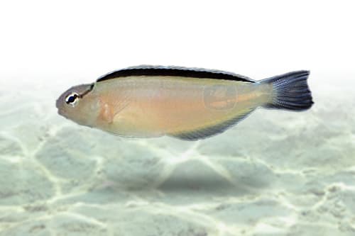 White Blenny