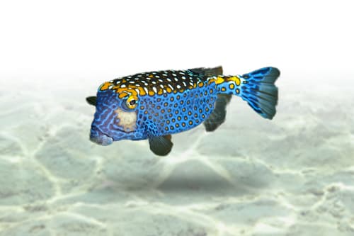 White Spotted Boxfish