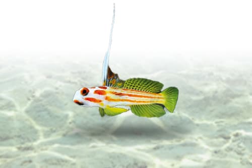 Yasha Goby