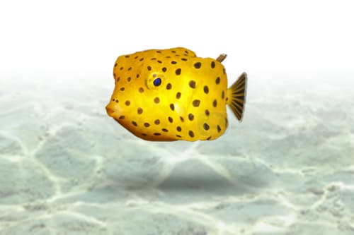 Yellow Boxfish