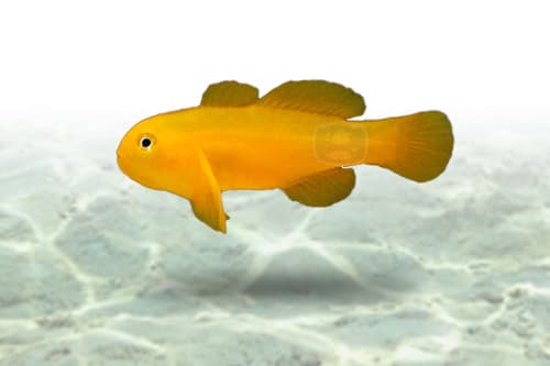 Yellow Clown Goby