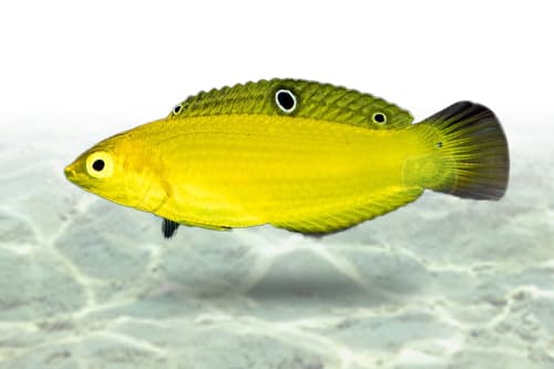 Yellow Coris Wrasse