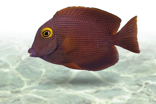 Yellow Eye Tang