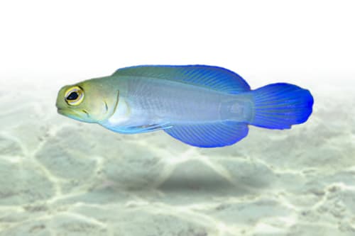 Yellow Head Jawfish