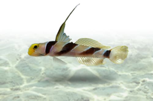 Yellow Rose Goby