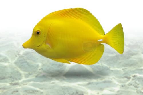 Yellow Tang