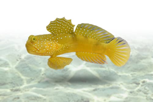 Yellow Watchman Goby