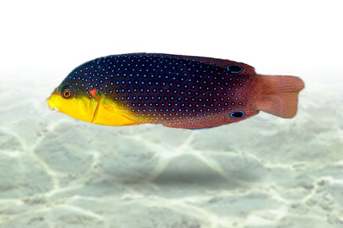 Yellowchest Twist Wrasse