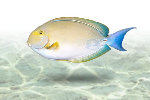 Yellowfin Tang