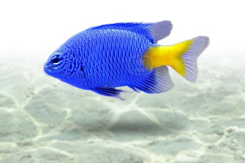 Yellowtail Damsel
