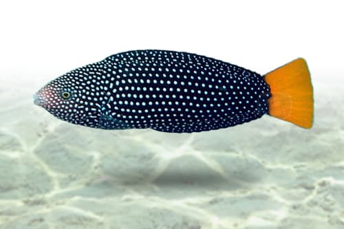 Yellowtail Tamarin Wrasse