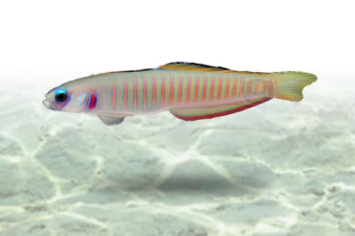 Zebra Bar Goby