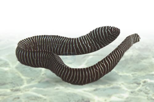 Zebra Moray