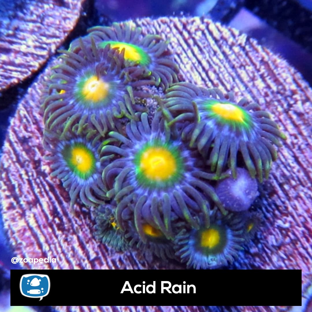 Acid Rain