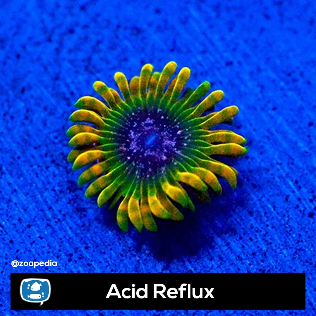Acid Reflux