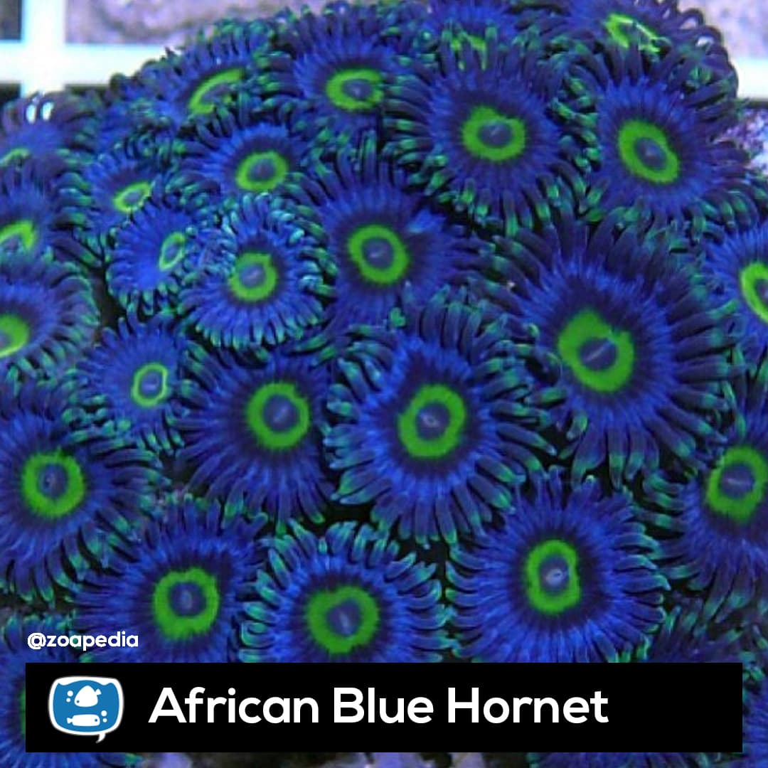 African Blue Hornet