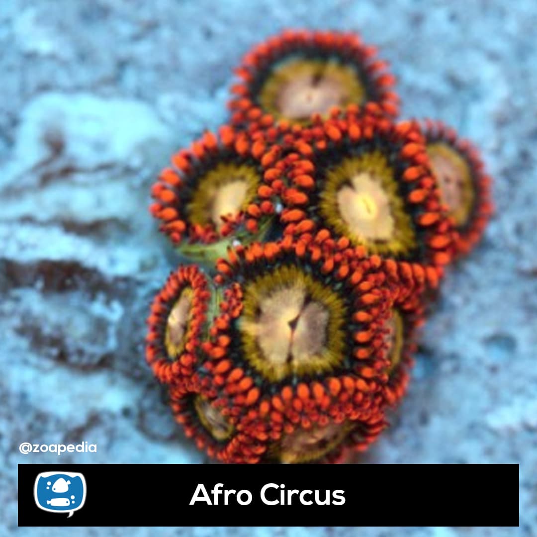 Afro Circus